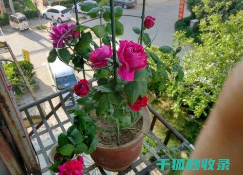 应季花卉种植：秋季花卉种植技巧 (应季花卉种植方法)