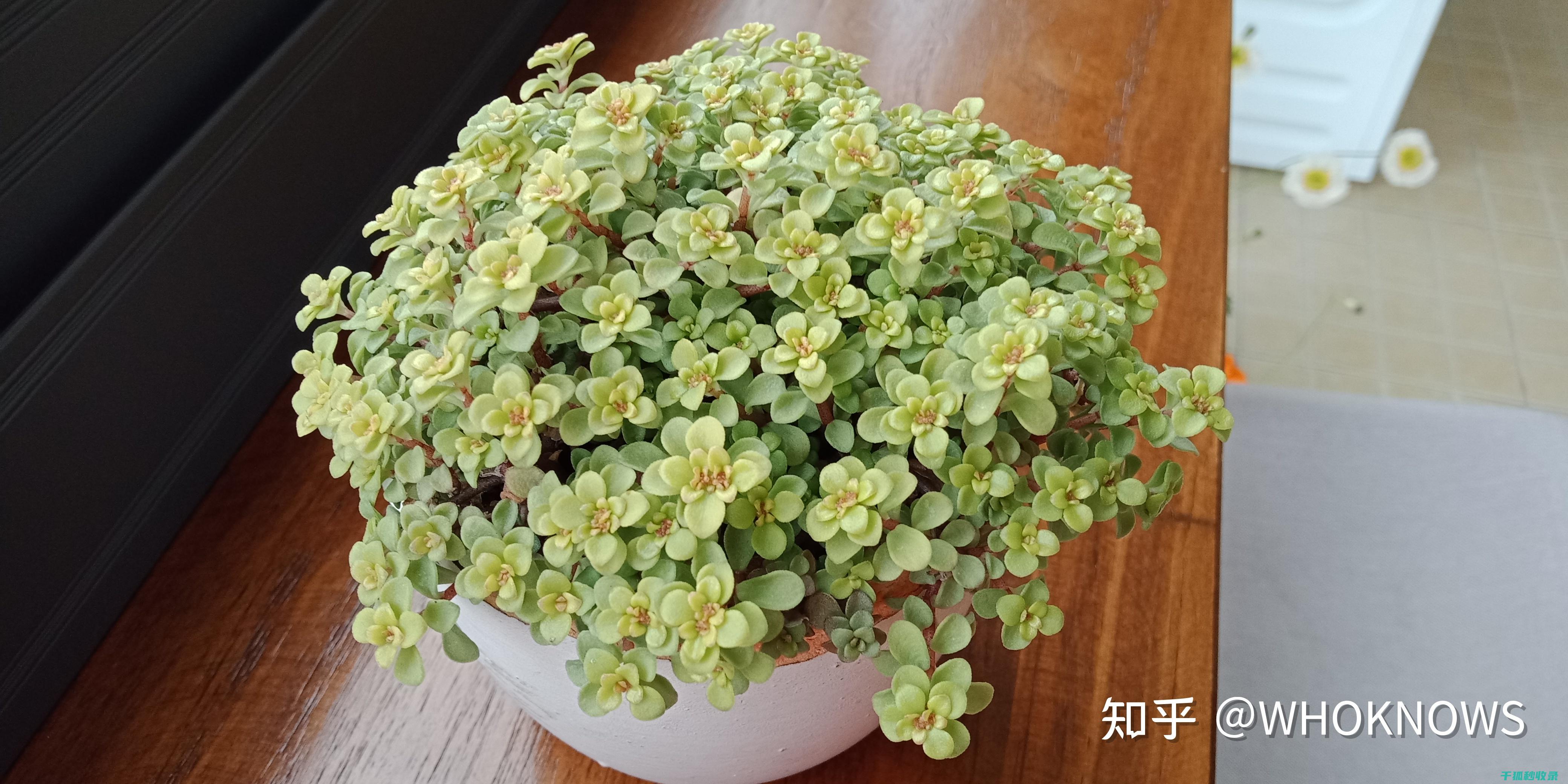多肉植物养护全记录：从选盆到换盆的全过程 (多肉植物养护方法)