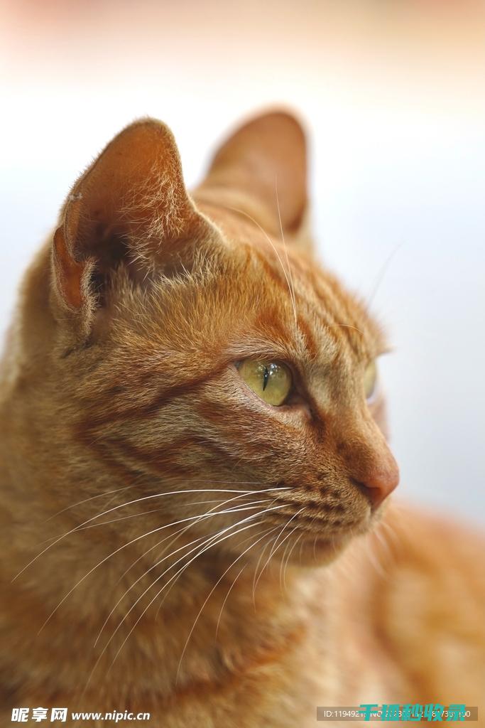 猫咪应激反应：如何通过饮食调节来减轻压力 (猫咪应激反应怎么缓解)