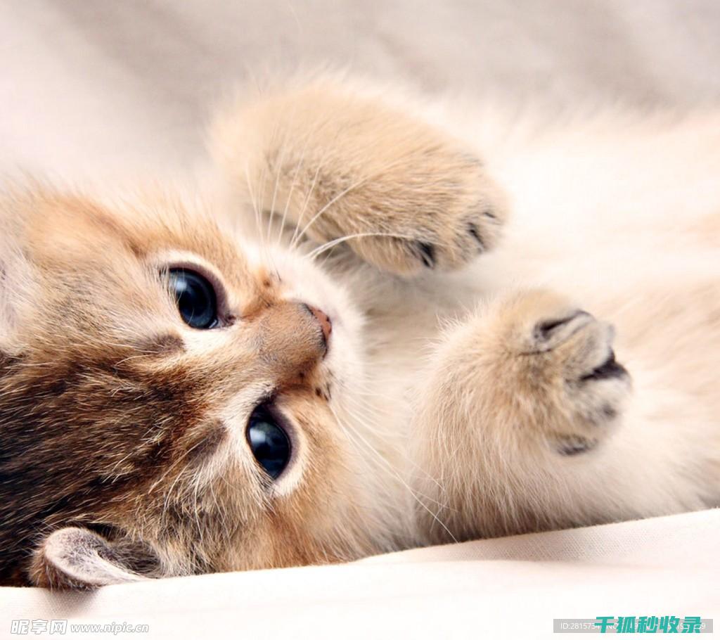 猫咪应激反应：如何通过更换猫床位置减少不安 (猫咪应激反应的表现)