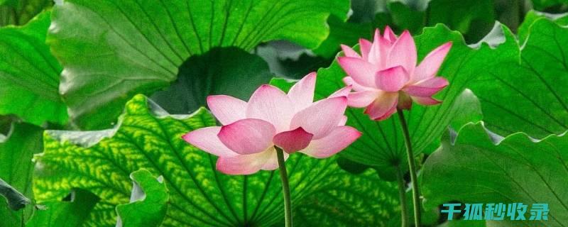夏季花卉施肥时机与根系健康的维护 (夏季花卉施肥时间)