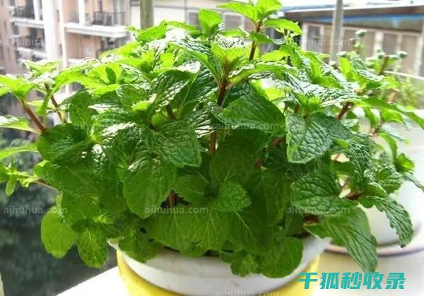 植物驱虫：大自然的馈赠，环保驱虫的不二选择 (植物驱虫大揭秘)