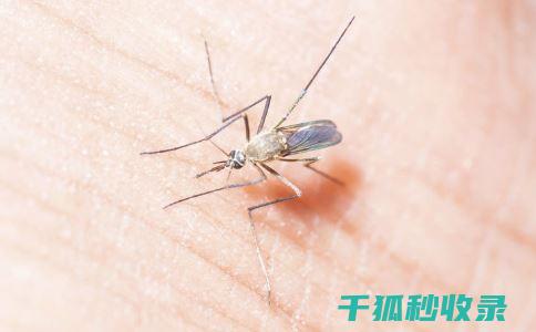 蚊虫叮咬后的止痒妙招，快来试试 (蚊虫叮咬后的黑印子怎么去除)