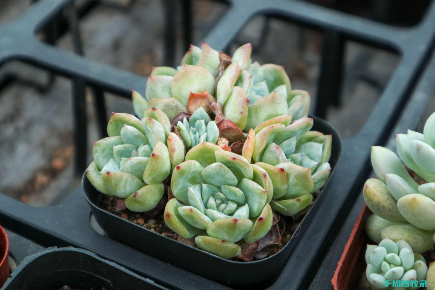 多肉植物养护全揭秘：光照、水分与肥料的科学管理 (多肉植物养护方法)