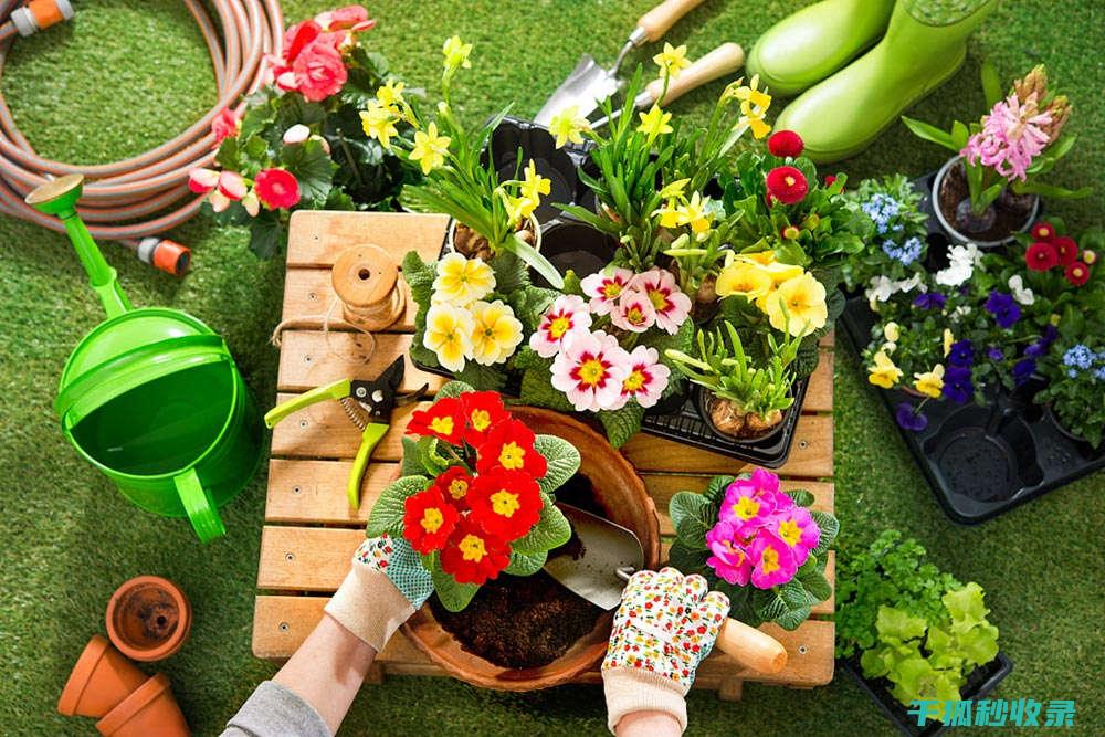 DIY花肥：用简单的材料培育美丽的花卉的绝招 (自做花肥)