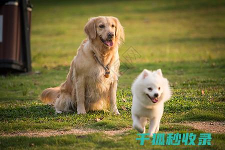 宠物碗清洁：用正确的方法呵护宠物健康 (宠物碗清洁)