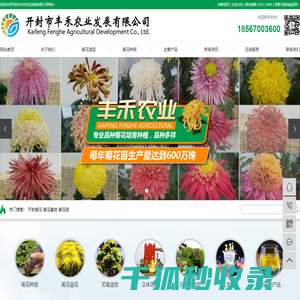开封菊花